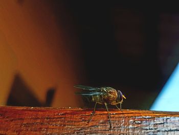 Close-up of fly on wall