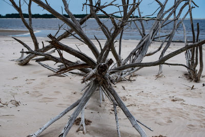 Driftwood on beach against sky during winter