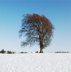 Trees on snow covered landscape against blue sky