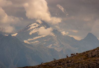 Ibex on the platé desert. facing mont blanc, the platé desert is mainly composed of lapiaz