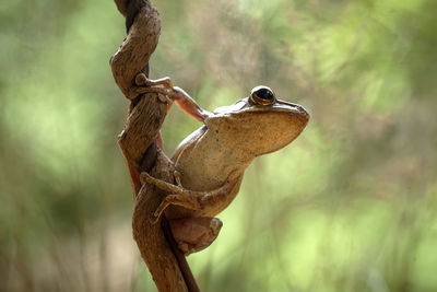 Close-up of lizard on tree