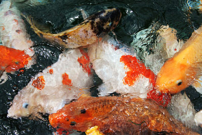 High angle view of koi carps swimming in water