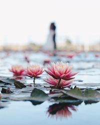 Close-up of pink water lily in lake