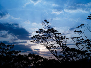 Low angle view of silhouette tree against sky at sunset