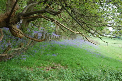 Trees in forest