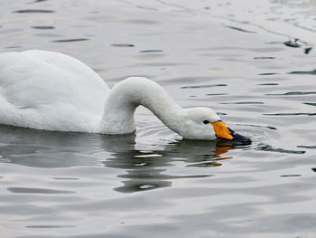 Whooper swan on lake tjornin, reykjavik, iceland  