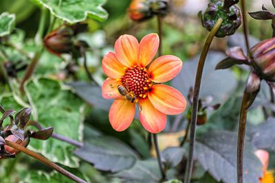 Close-up of flower blooming