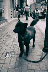 Dog on street in city