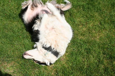 Cat lying on grass
