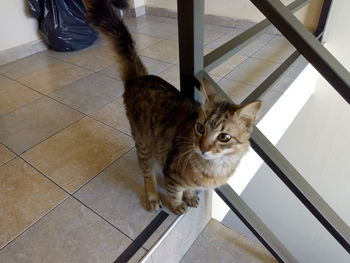 High angle view of a cat on tiled floor