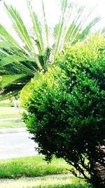 Trees growing in park