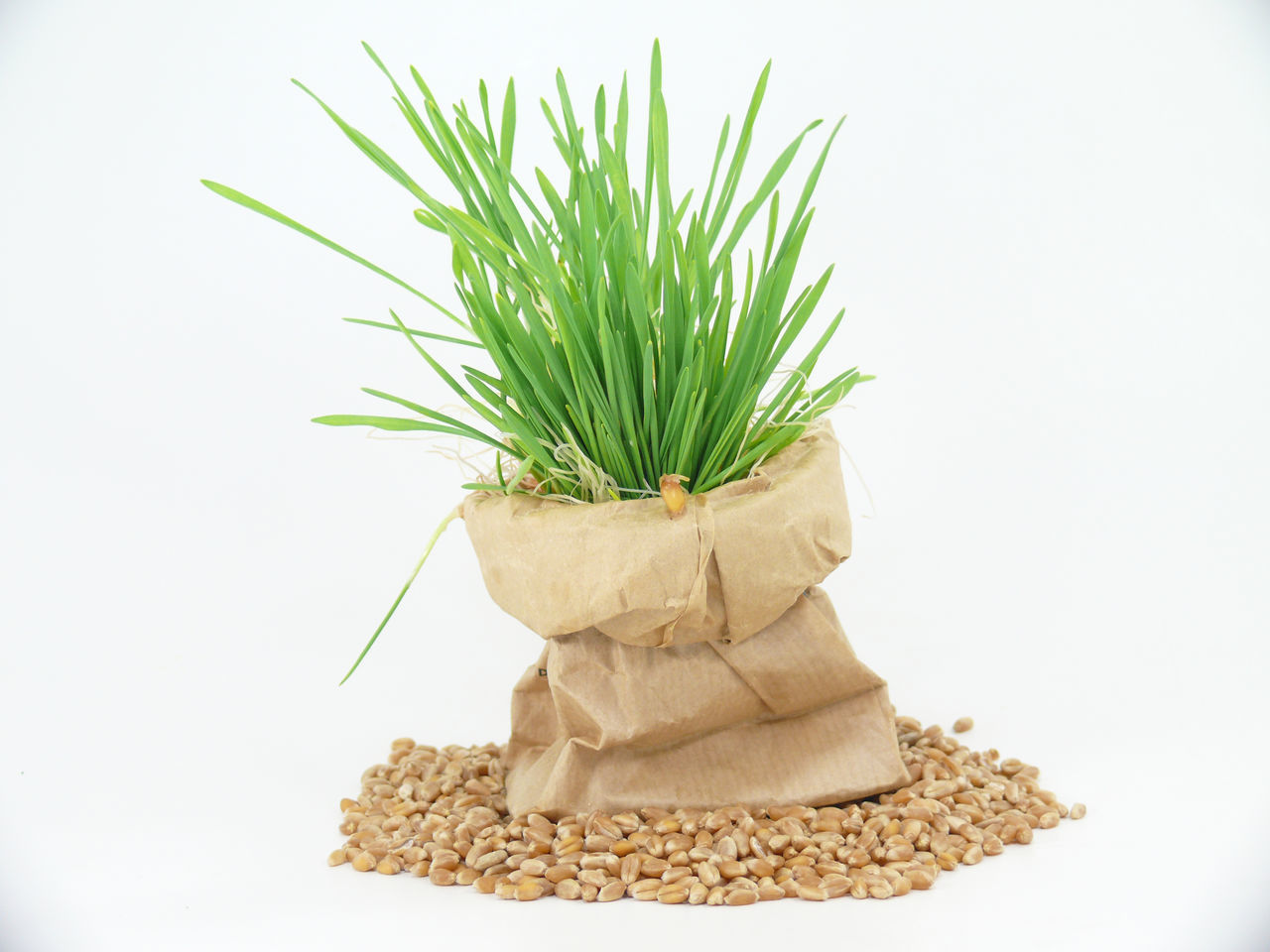 CLOSE-UP OF FRESH GREEN PLANT AGAINST GRAY BACKGROUND