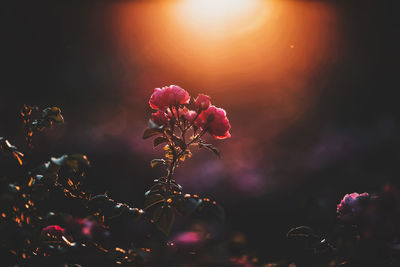 Close-up of pink flowering plant against sky during sunset