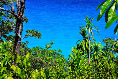 Low angle view of trees against blue sky