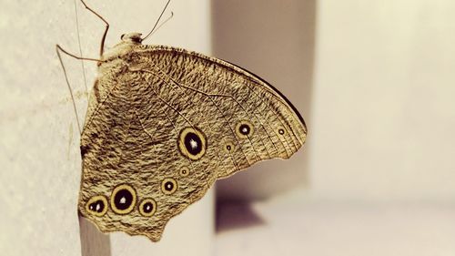 Close-up of butterfly on leaf