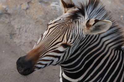 Close-up of zebra