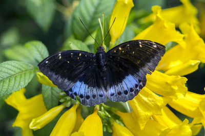 Close-up of butterfly pollinating on yellow flower