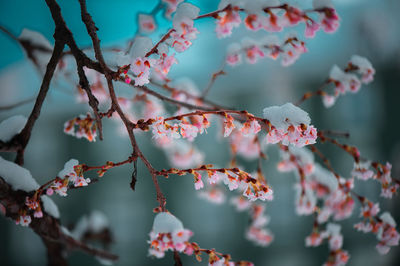 Close-up of pink cherry blossoms in spring