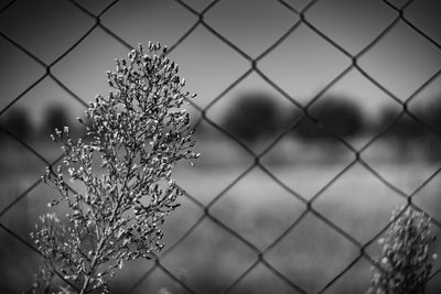 Close-up of flowering plants seen through chainlink fence