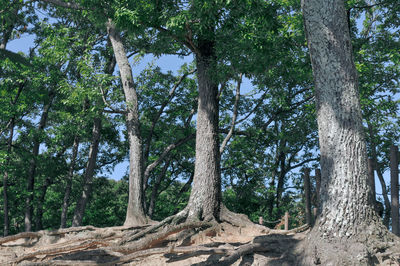 Low angle view of trees growing in forest