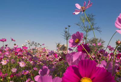 Close-up of pink cosmos flowers against clear sky