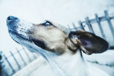 Close-up of dog against sky