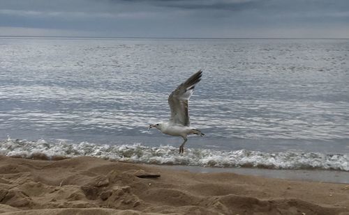 Seagull on a beach