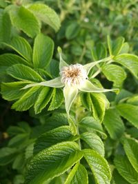 Close-up of a flower