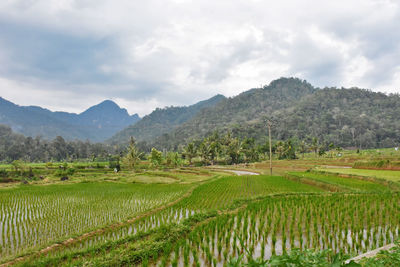 Scenic view of agricultural field against sky