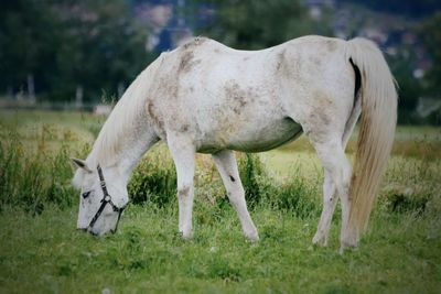 Horses grazing in a field