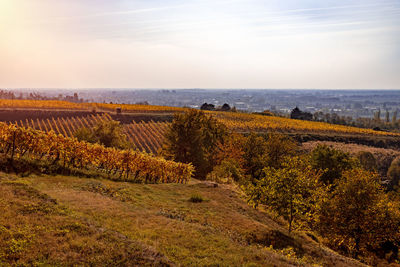 Scenic view of vineyard against sky