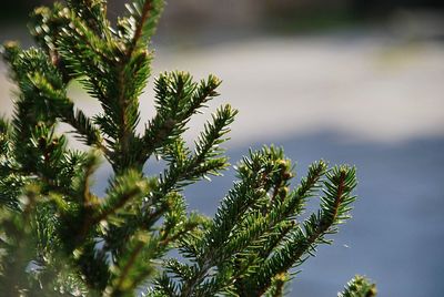 Close-up of pine tree against sky