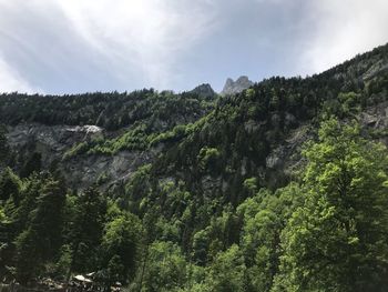 Scenic view of forest against sky