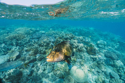 Cheilinus undulatus, maori wrasse humphead fish in australia