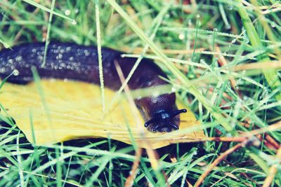 Close-up of insect on grass