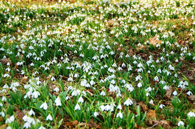 Close-up of flowers blooming on field