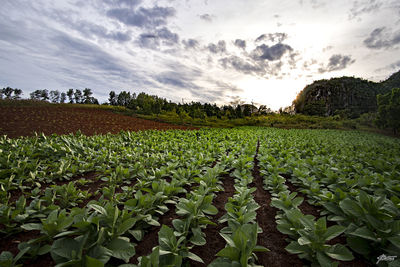 Crops growing on field against sky