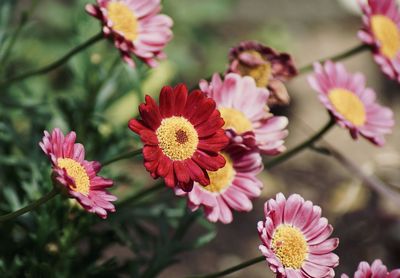 Close-up of pink flowering plants