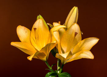 yellow