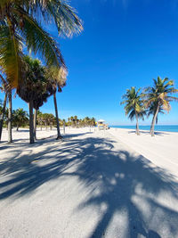 Palm trees on beach against blue sky