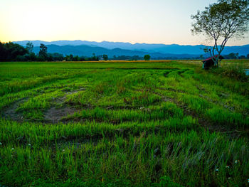 Scenic view of field against sky