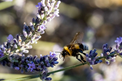 Close-up of bee pollinating on purple flower