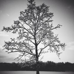 Bare tree on field