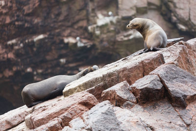 High angle view of seals on rock formation
