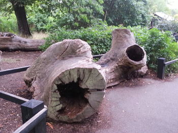 Close-up of tree trunk