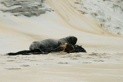 Seal on sandy beach