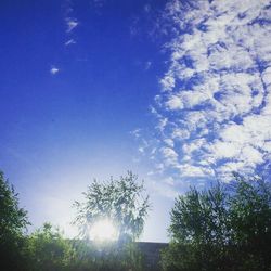 Low angle view of trees against blue sky