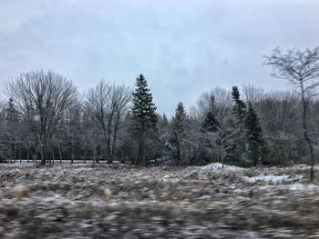 Trees on snow covered landscape