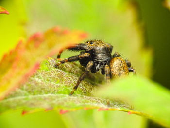 Close-up of spider