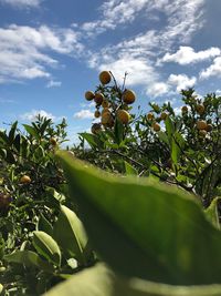 Close-up of fruits growing on tree against sky